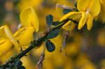 Scotch broom